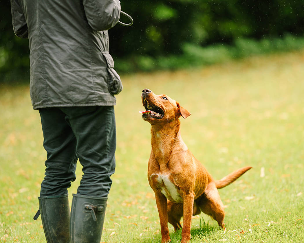 Walks