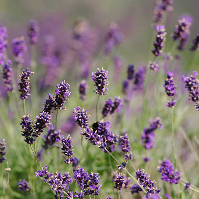 Lavender