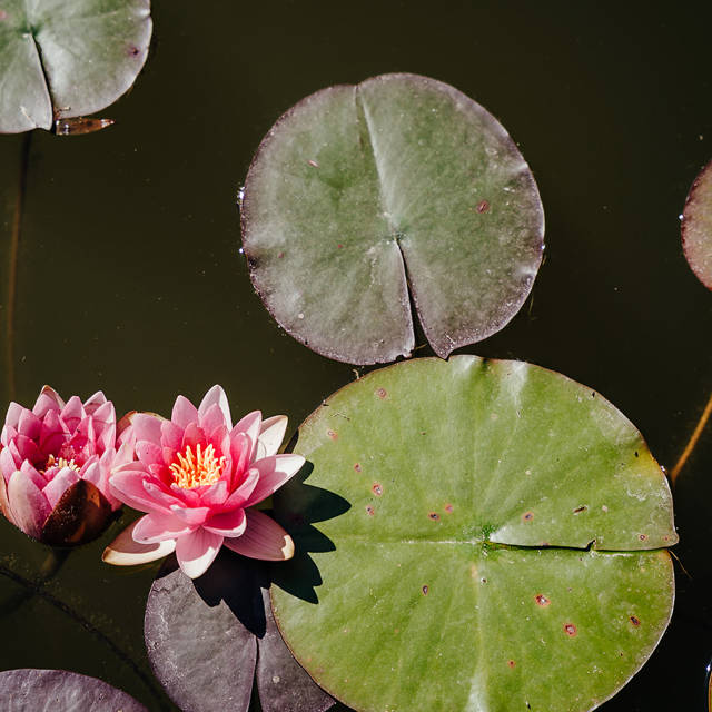 Lilys on the pond