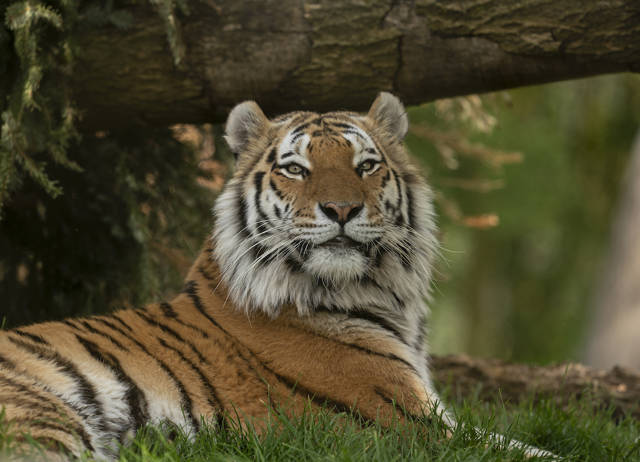 Marwell Zoo