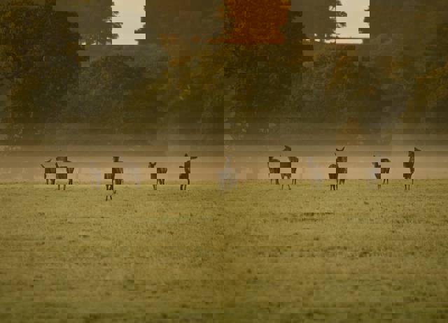 Windsor Great Park