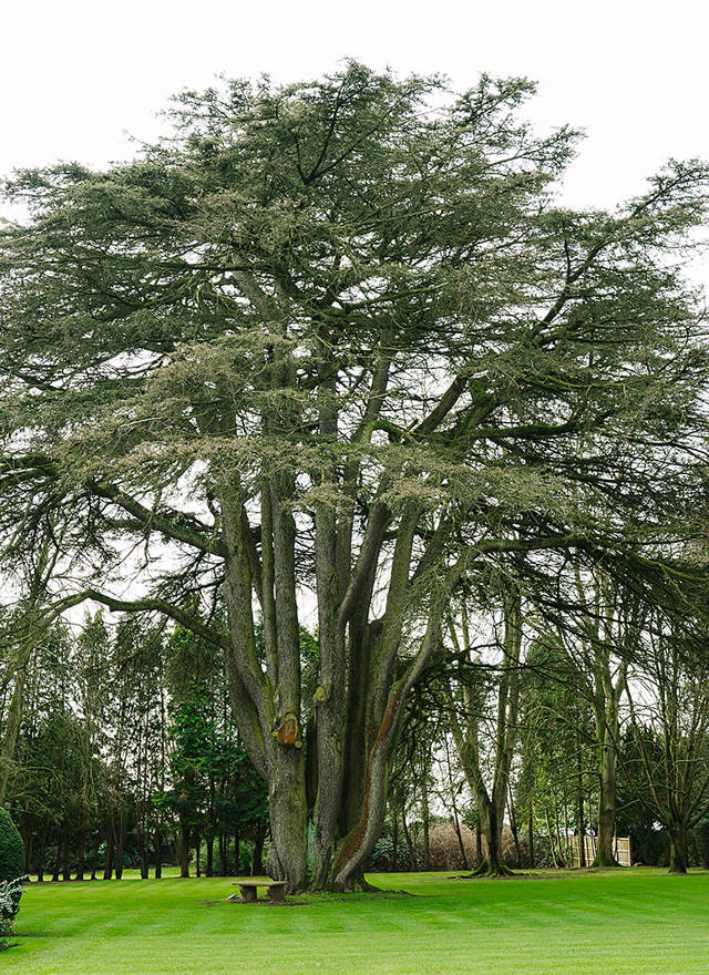 O)ur beautiful ceder tree