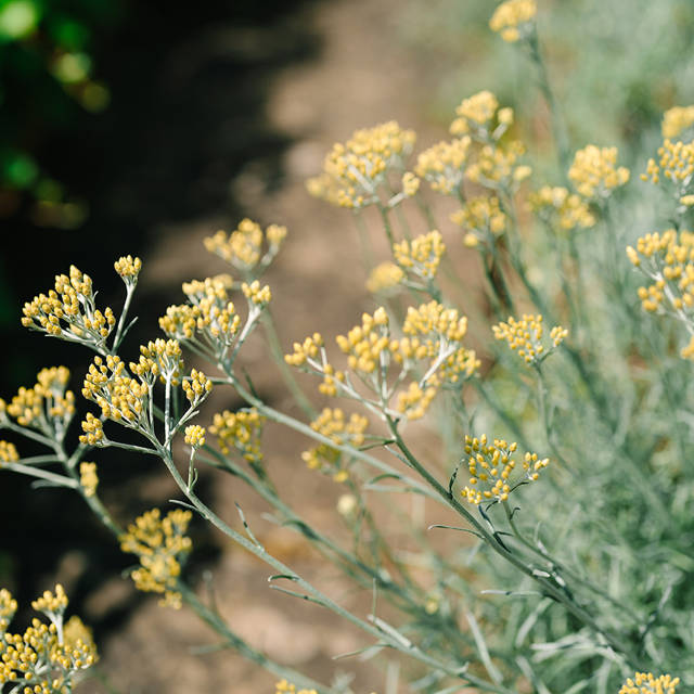 Gardens in bloom