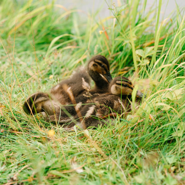 Our fluffy friends