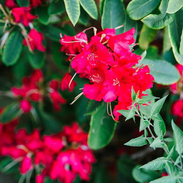 Summer colour