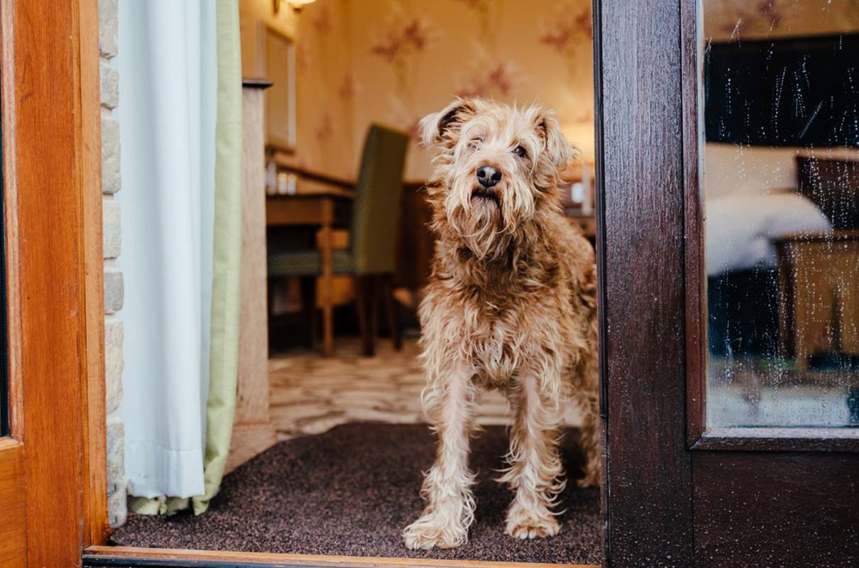 Dog-Friendly Stays